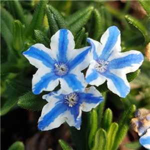 Lithodora Diffusa 'Blue Star'